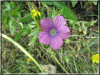 foto Fiori
